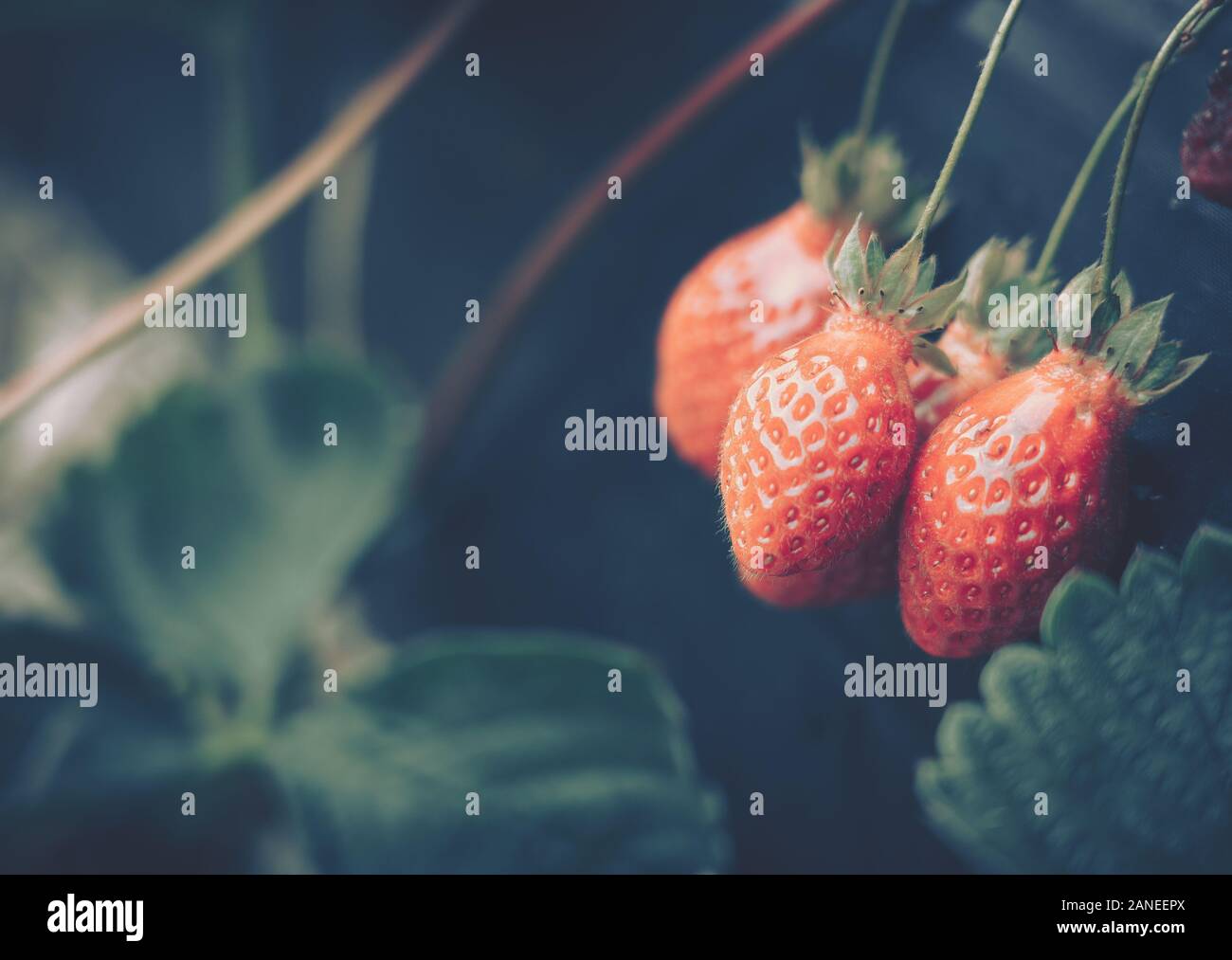 Fresh strawberries that are grown in farm Stock Photo - Alamy