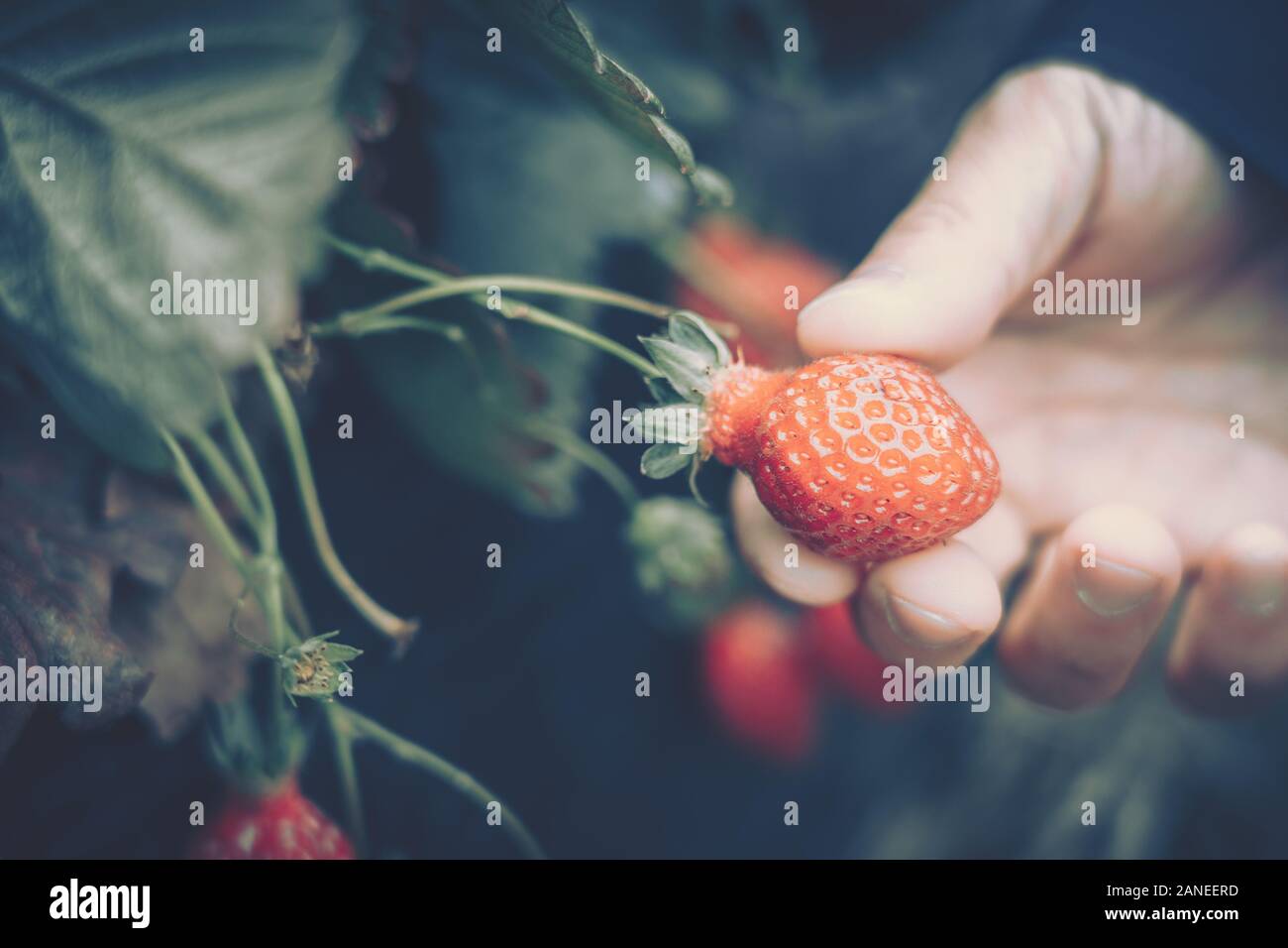 hands with fresh strawberries collected in farm Stock Photo - Alamy