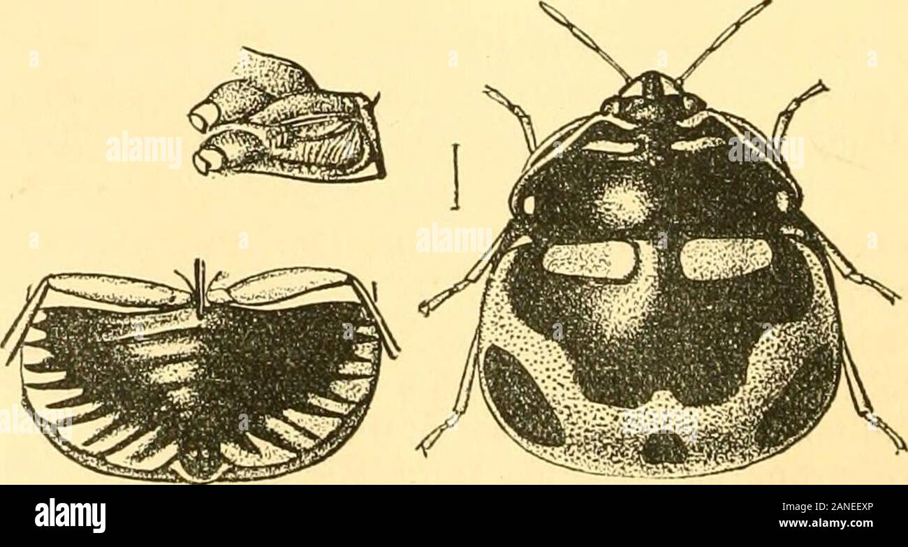 Rhynchota .. . n,broken at centre, lateral margins, an oblique ...