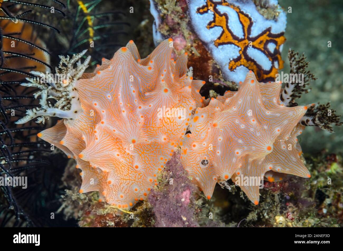 mating sea slugs or nudibranchs, Halgerda batangas, Lembeh Strait, North Sulawesi, Indonesia, Pacific Stock Photo