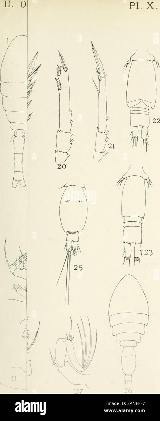 Sea and inland fisheries: report . PF. del. 1-4 Phvllopus impar. 5,6, Phyllopus Helgae . 7-14. Candacia gracilimana. 15 Candacia rotundata. 16,17, Bathypontia elongata. wener iGr^nam L- Litho London n. o pi. x. 3-30, Oncaea exigua • n. 06. pi. x Stock Photo