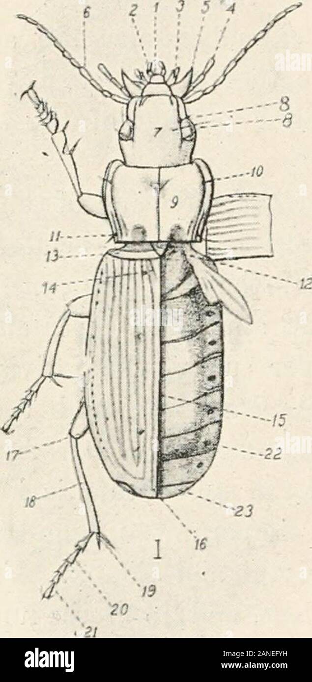 Forest entomology . ther in-sects are the elytraor wing-cases