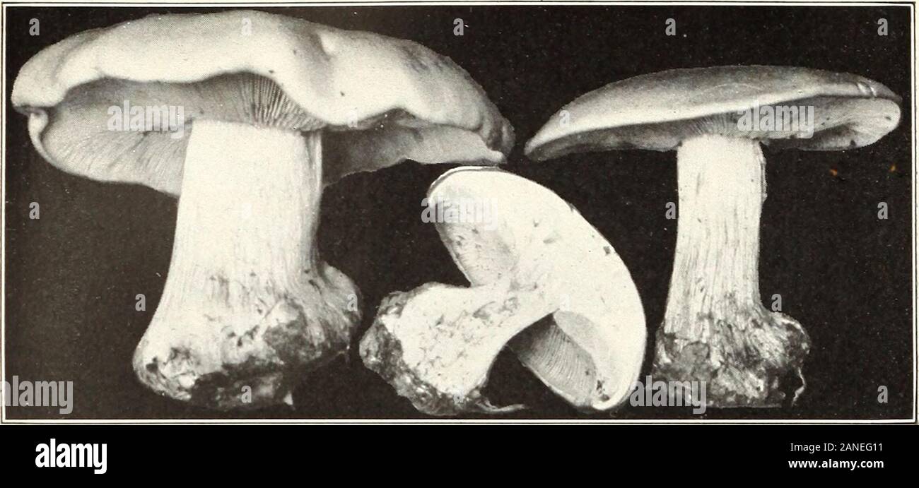 Mushrooms and other common fungi . Bui. 175, U. S. Dept. of Agriculture Plate XIV.. Fig. 1.—Tricholoma personatum. (Edible.) Stock Photo
