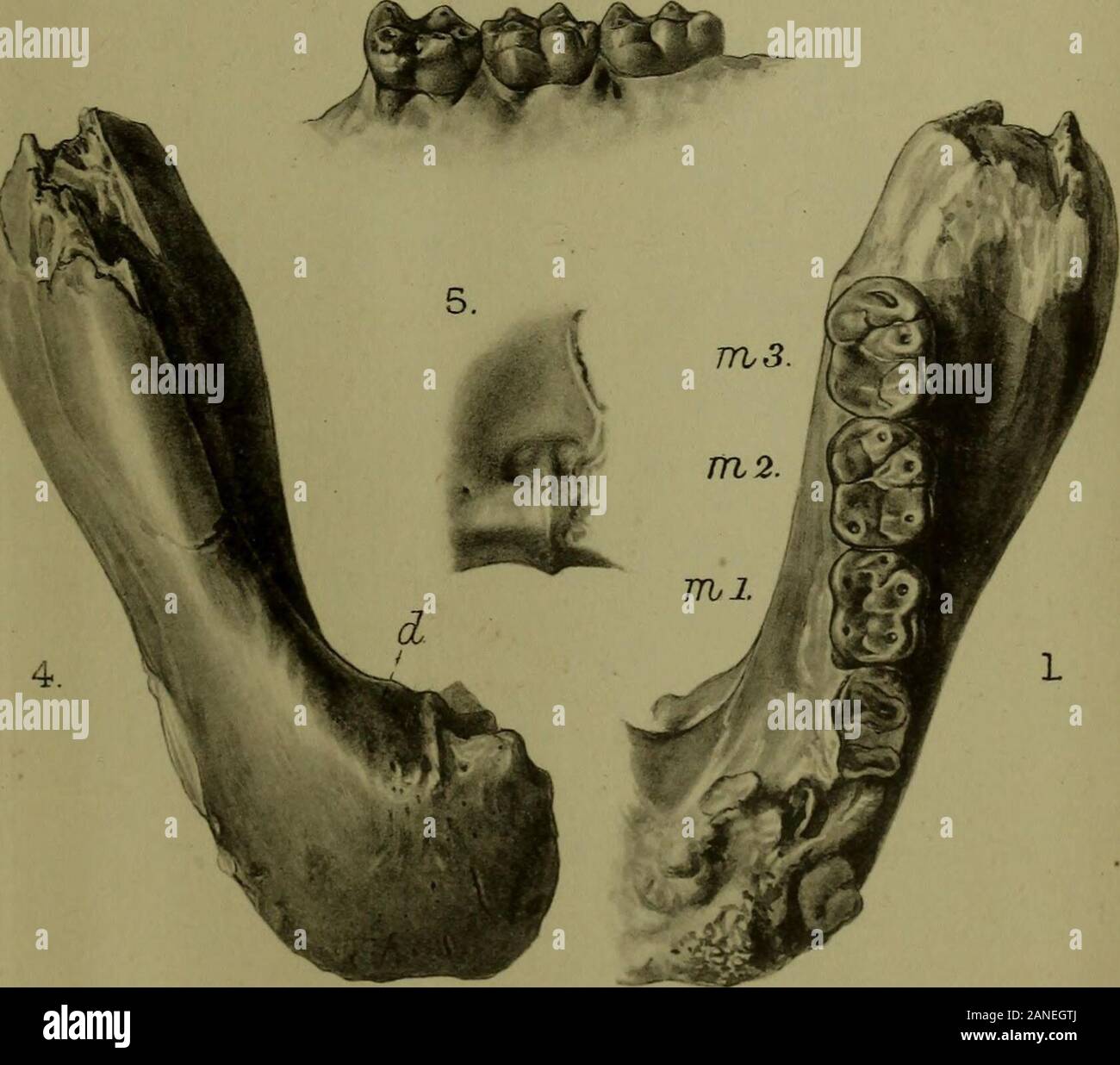 Dryopithecus hires stock photography and images Alamy