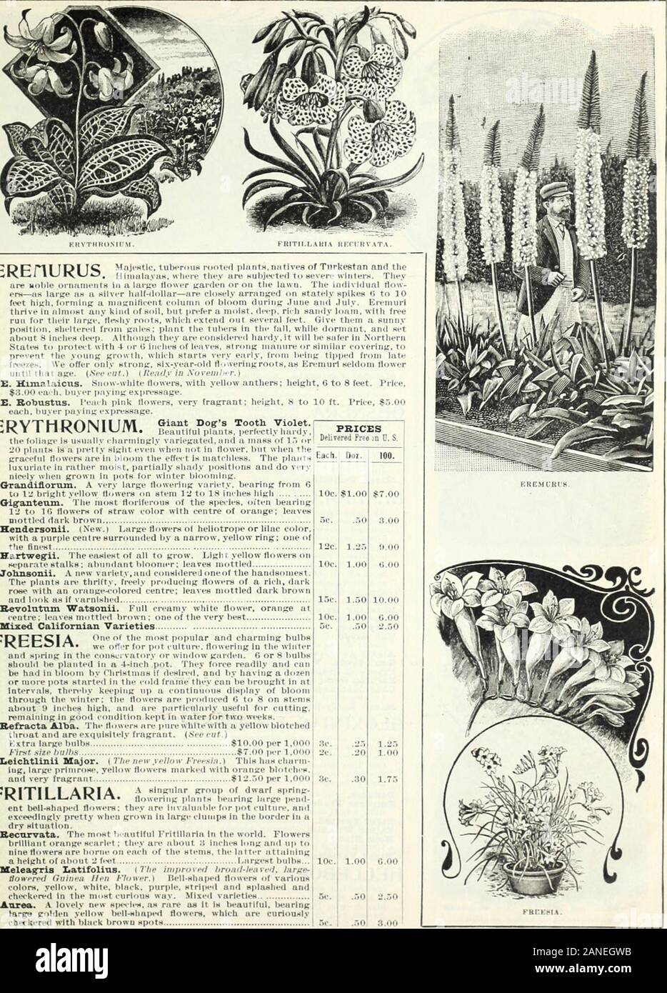 Autumn Bulb Catalogue 1900 Imble For Jiot Culture Andexceshlingiy R Retty Wiuu Grown In Largt Liumps In The Border In Adry Situation Becorvata The Most Beautiful Fritlllnria In The World Flowerhbrilliant