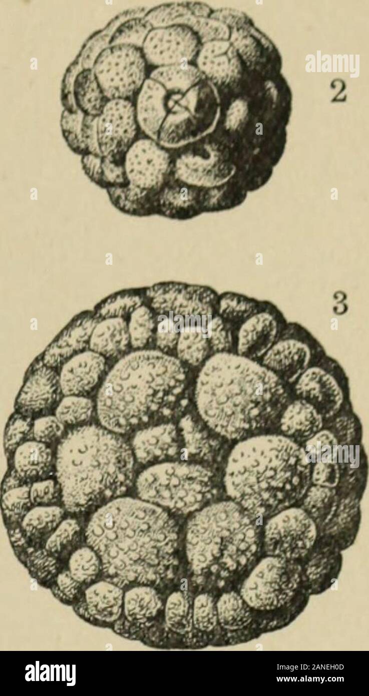 A treatise on zoology . Amb Fig. XLV. Protocrinus oviformis, after Volborth. 1, oral surface, showing food-grooves partly coveredby ambulacrals, x 3; 2, aboral surface of young individual, showing stem-attachment; 3,aboral surface of oldindividual, without stem.. portions of adambulacrals. Each adambulacral bears a brachiole-facet;there are about thirty-six in each ray. Family 4. Mesocystidae. Diploporita in wliich the food-groovesextend over the theca almost to the aboral pole, and are regularlybordered by alternating brachioliferous adambulacrals, raised above andoutside the adjacent interam Stock Photo