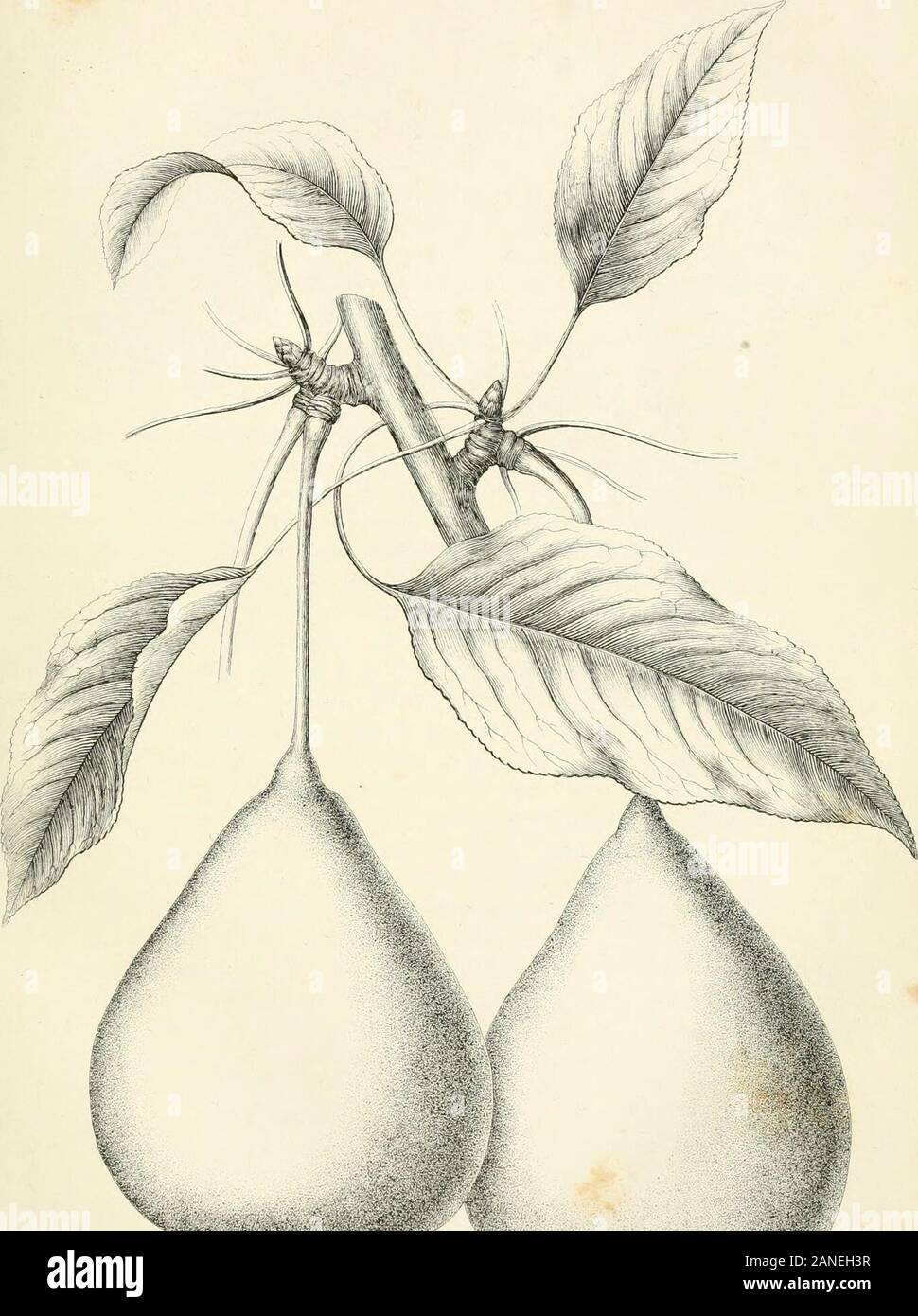 The Horticulturist and journal of rural art and rural taste . TIffi TYSO^ PEAR Stock Photo