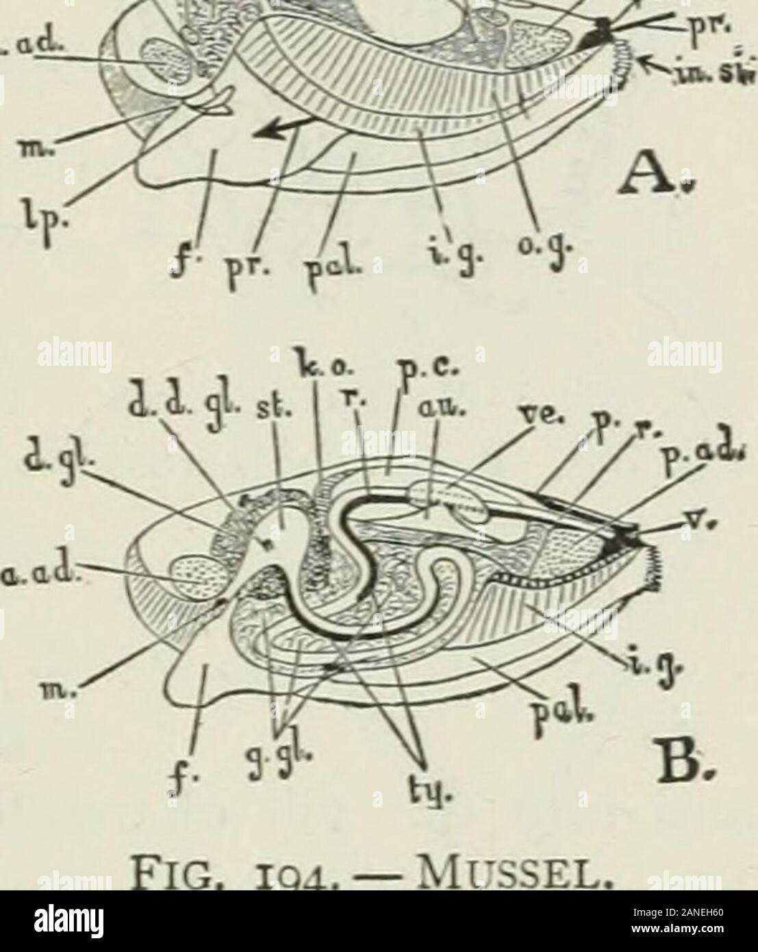 Beginners' zoology . Fig. 193. — Anatomy of Mussel. (Beddard.) MOLLUSCS lOI chamber for the gills is made by the joining of the mantleflaps below, along the ventral line. The mantle edges areseparated at two places, leaving openings called cxJialejitand inhaleJit sipJions. Fresh water with its oxygen, propelled by cilia at theopening and on the gills, enters through the lower orinhalent siphon, passes between the gills, and goes to anupper passage, leaving the gill chamber by a slit whichseparates the gills from the foot. ?X^. For this passage, see arrow(Fig, 194). The movement ofthe water is Stock Photo