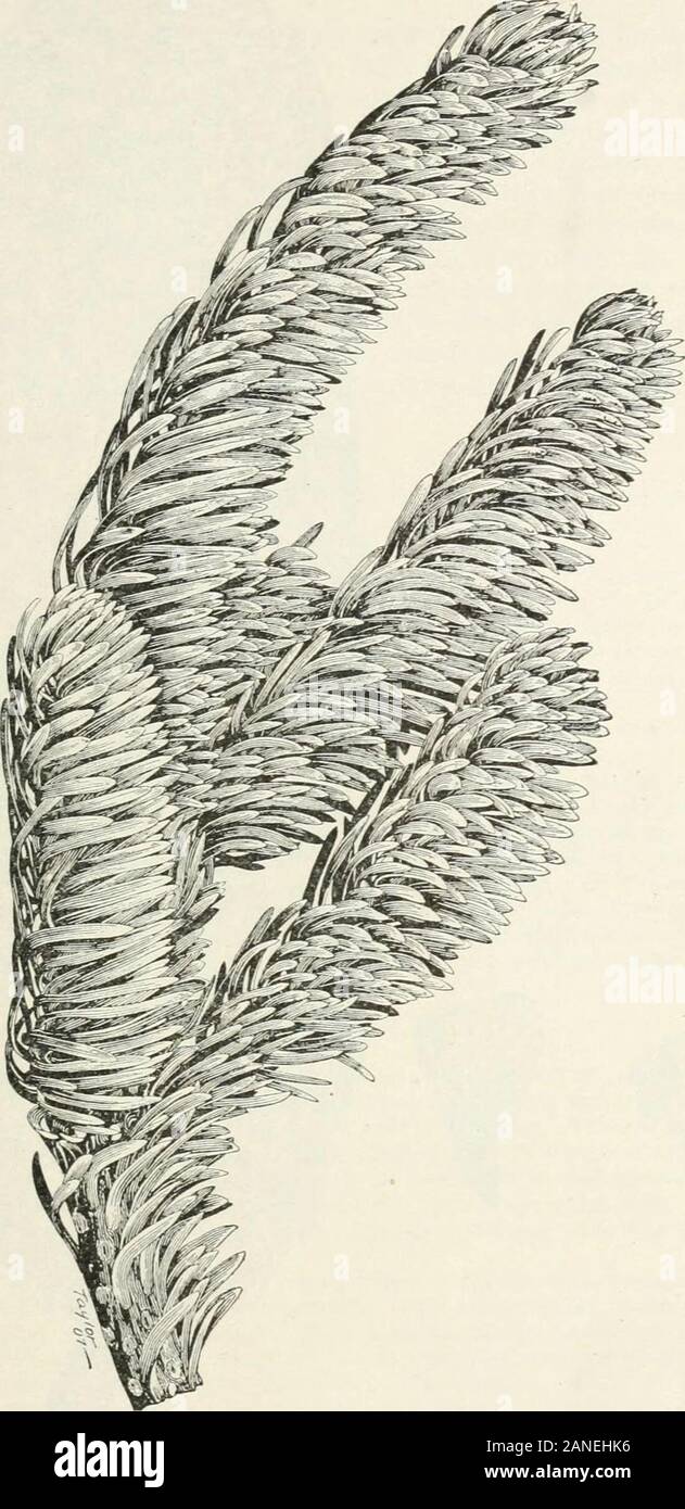 Forest Trees Of The Pacific Slope Ight From The Stem In Distant Whorls Orgroups While The Closely Leafed Branchlets Appear Like Stiff Fingers Against Thesky The Heavy Lower Branches Sometimes Droop Young alamy