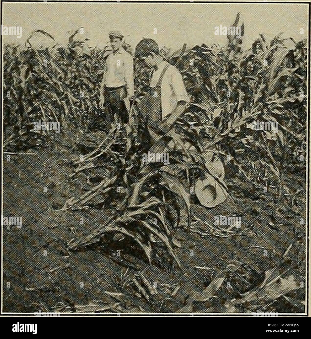 Corn secrets . e corn belt every year than all other insects put together.Remedy: Do not put more than twosuccessive crops of corn on the sameground. Fig. 2.—The owner of this field didnot know why his corn went down sobadly. He ought to have forty-fivebushels per acre, but he will not get toexceed fifteen to twenty and it will bechaffy and light. The corn-root wormis responsible for the difference. Fig- 3-—The stalks when attackedby the corn-root worm frequently falldown flat on the ground and die. Therewere thousands of them in this fieldAugust 12th. There were thousands ofothers whose roots Stock Photo