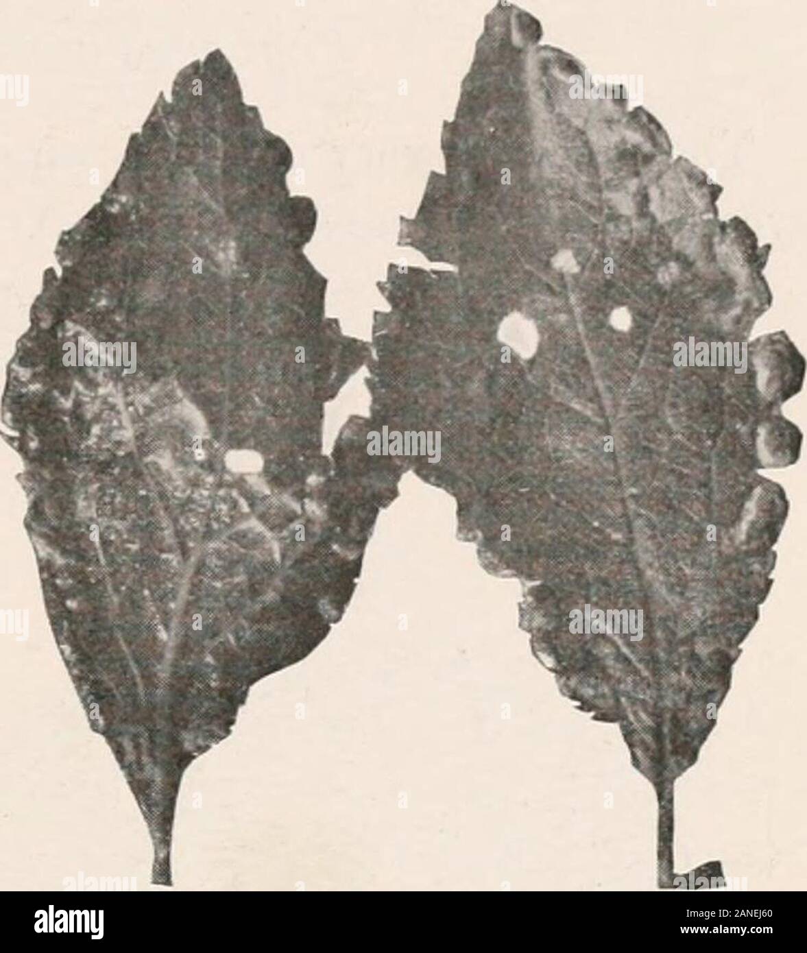 Forest entomology . Fig. 34.— Surface of leaflets of mountain-ash (Pjrusaucuparia) injured by Eriophyes aucuparise. ERIOPHYID.E OR GALL-MITES. 33 Genus Moxochetus. M. sulcatus (Nal.) This genus contains a single species on beech, which is figured byConnold.1 These most interesting galls do not appear to be common :they are very local where theyoccur. The affected leaves aresituated on the new wood ofthe year. They are attackedwhile expanding, and insteadof opening out into a flat blade,the primary offshoots from themidrib are caused to remain asnearly parallel as possible withit, and the areas Stock Photo