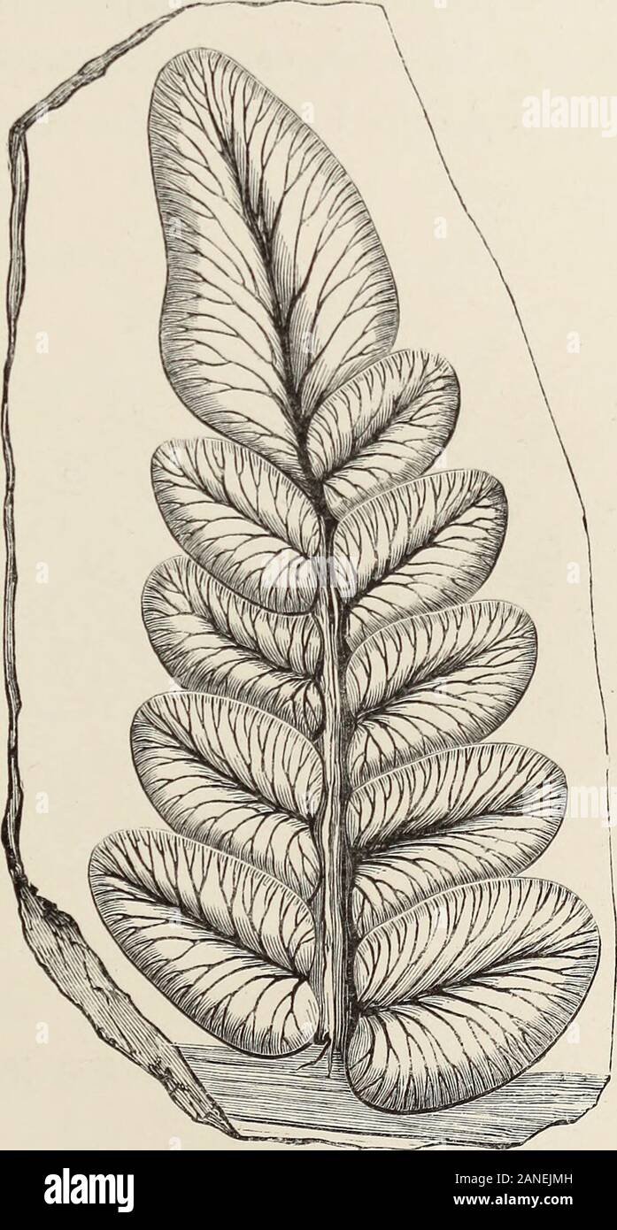 Art-studies from nature, as applied to design : for the use of architects, designers, and manufacturers . Fig. 19. singularly beautiful remains of the dissected leaves of these plants(Fig. 19), this being effected doubtless by the action of water on thesofter portions of the leaf. The Sphenopteris tridactylites, which exhibits in the arrange-ment of its fronds one of the most symmetrical forms to be foundamong this elegant class of plants, can scarcely be sufficientlyexhibited in the space we are enabled to afford. It is abundant in FORMS OF ORGANIC REMAINS. 201 the shales of the mines of Mont Stock Photo