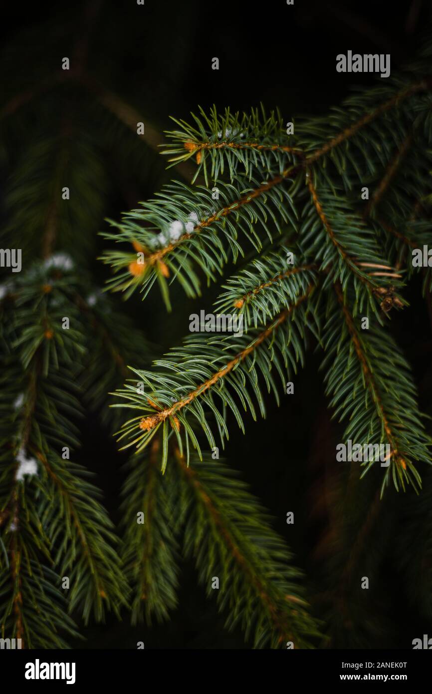 Pine tree needles covered with some snow Stock Photo