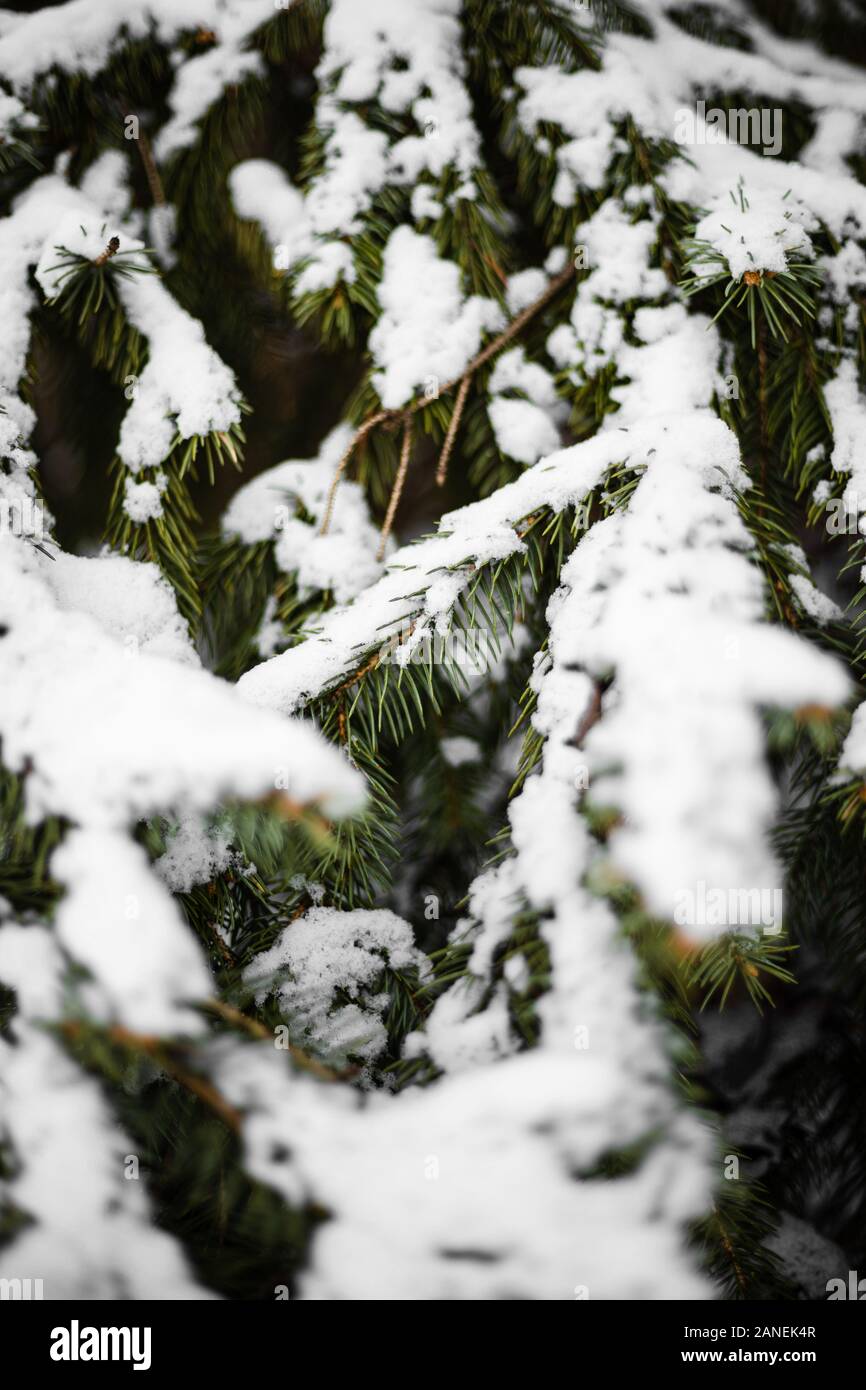 Pine tree branches covered in snow Stock Photo