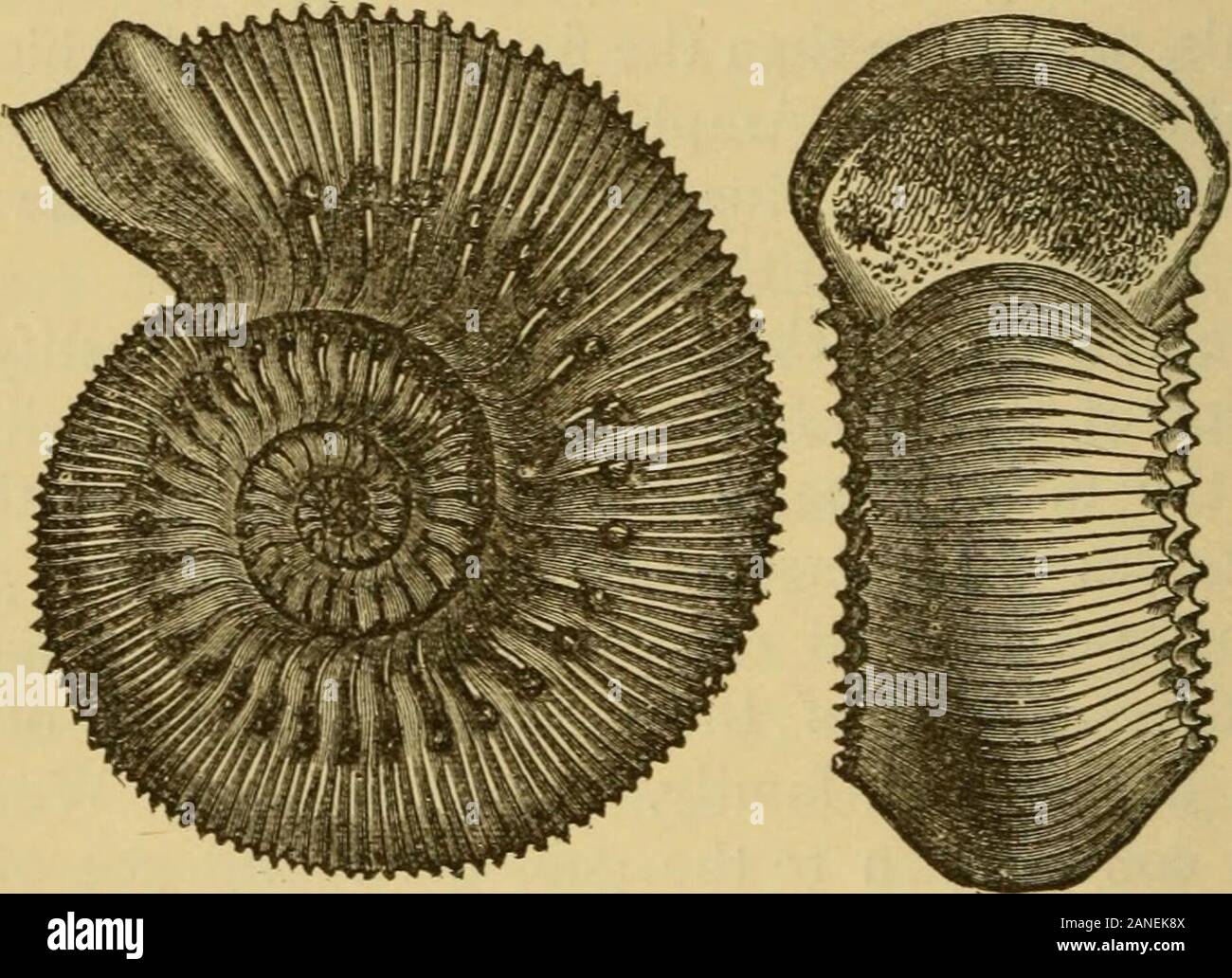 The doctrine of descent and Darwinism . es to the two families of Ammonites, thePlanulata and Armata ; of which, according to Wiirten-bergers researches, the latter are developed from theformer, as the ribs of the Planulata gradually pass intothe spines of the Armata. Of special interest to us arethe following passages of the preliminary communicationon the discoveries obtained from thousands of specimens,and which will probably not be made public, with all thevouchers, for some years to come. It gave me parti- 214 THE DOCTRINE OF DESCENT. cular pleasure, says Wurtenberger, when, after diversc Stock Photo
