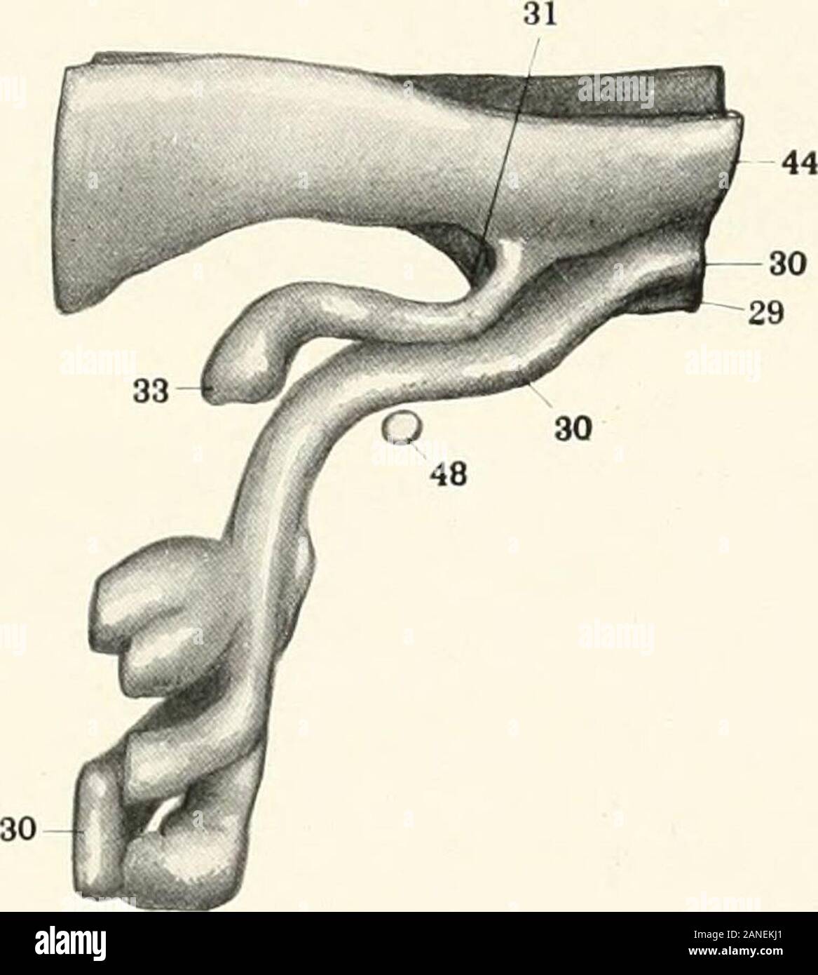 Contributions to the anatomy and development of the salivary glands in the mammalia . 30 Fig. ijg.. Fig. 140. Plate LXXX Fig. 141. The attachment of the submaxillary anlage in a 14 millimeter embryo. Columbia Collection, No. 210, X 115, reduced to 5.Fig. 142. The attachment of the submaxillary anlage in an 18 millimeter embryo. Columbia Collection, No. 27S, X 115, reduced to 5.Fig. 143. The attachment of the submaxillary anlage in a 21 millimeter embro. Columbia Collection, No. 242, X 115, reduced to 5. S. Orbital inclusion, pars cylindrica. 2g. Lingual sulcus. JO. Submaxillary anlage. joa. I Stock Photo