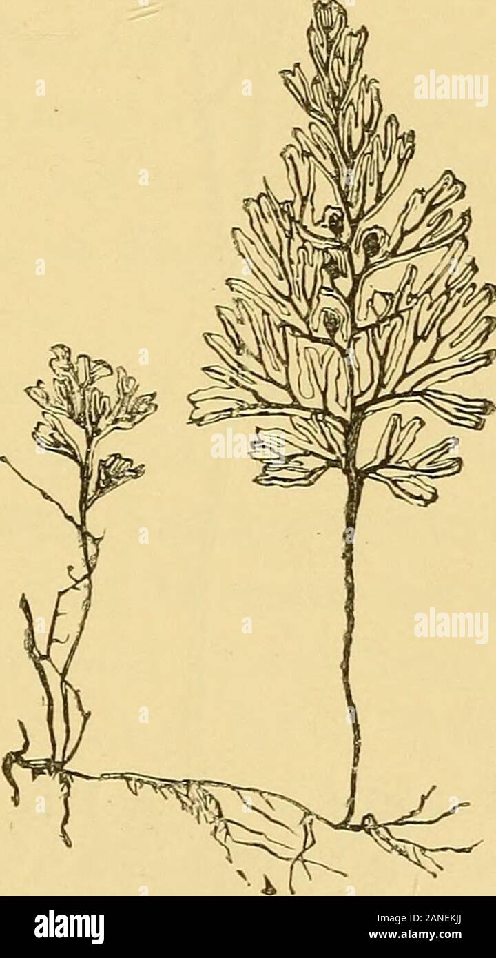 Straw  Plant-Lore