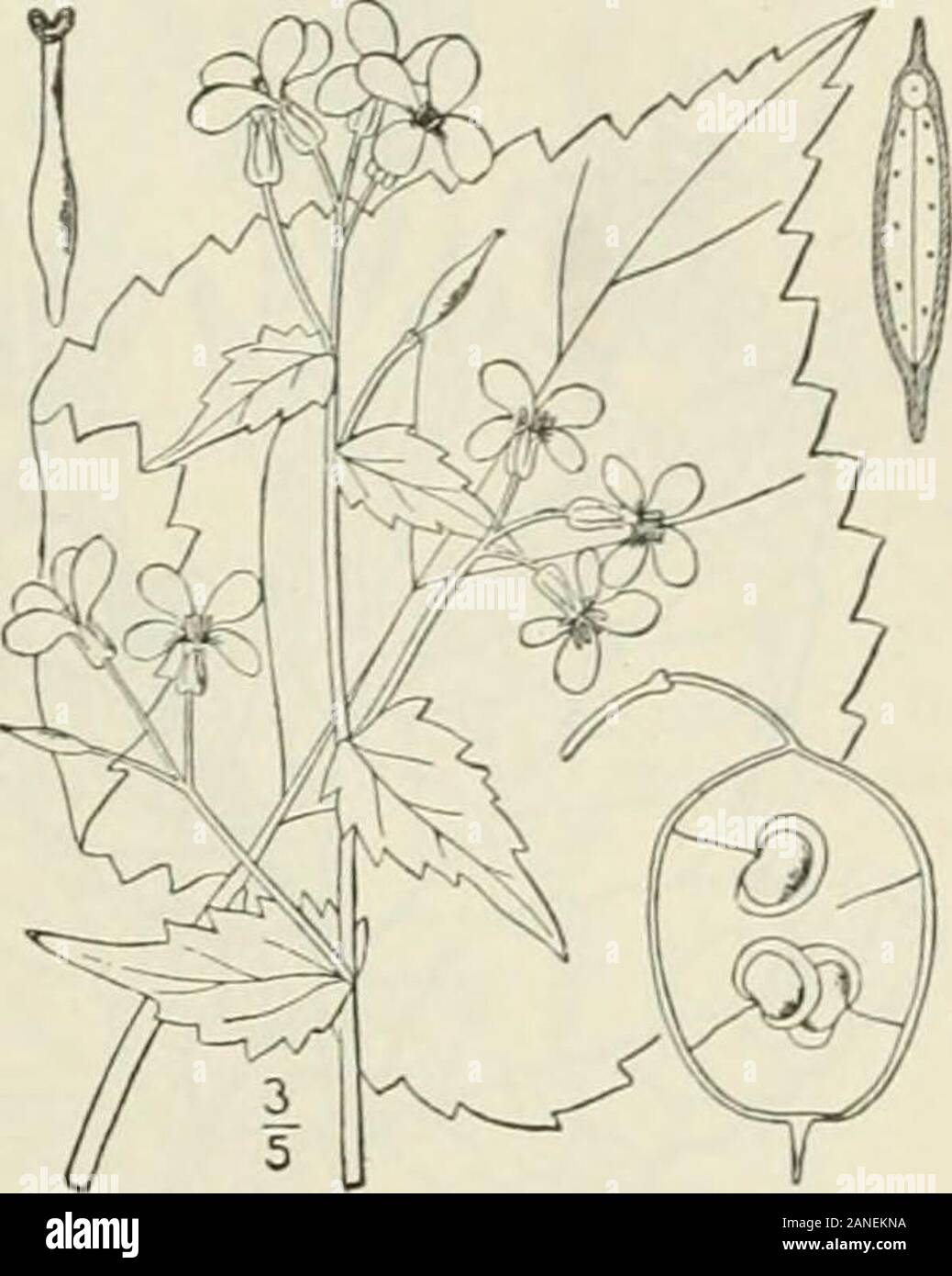 An illustrated flora of the northern United States, Canada and the British possessions : from Newfoundland to the parallel of the southern boundary of Virginia and from the Atlantic Ocean westward to the 102nd meridian; 2nd ed. . Genus MUSTARD FAMILY. 191 2. Lunaria annua L. Honesty. Satin.Satin-flower. Fig. 2101. Lunaria annua L. Sp. PI. 653. 1753. Lunaria biennis Moench, Metb, 126. 1794. Resembles the preceding species when in flower,but the root is annual or biennial. Siliqucs ellipticor broadly oval, ih-2 long, i wide or rather more,rounded at both ends; seeds suborbicular, cordate,about a Stock Photo