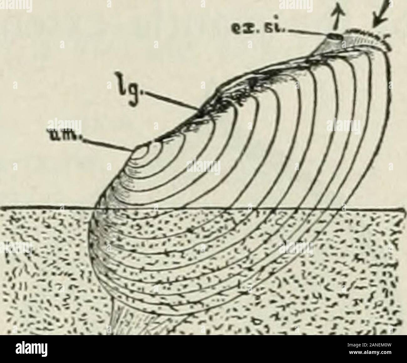 Beginners' zoology . Fig. 189. âDiagram of Shellopen and closed ...