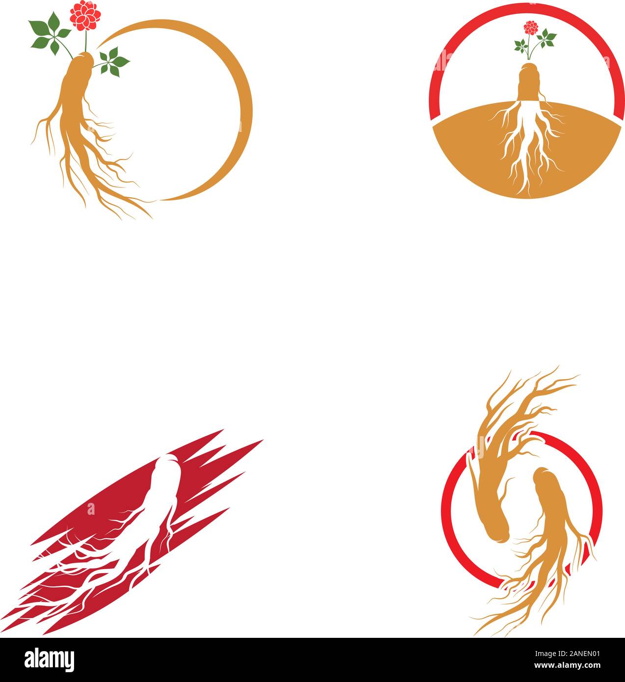 Ginseng vector icon illustration design template Stock Vector