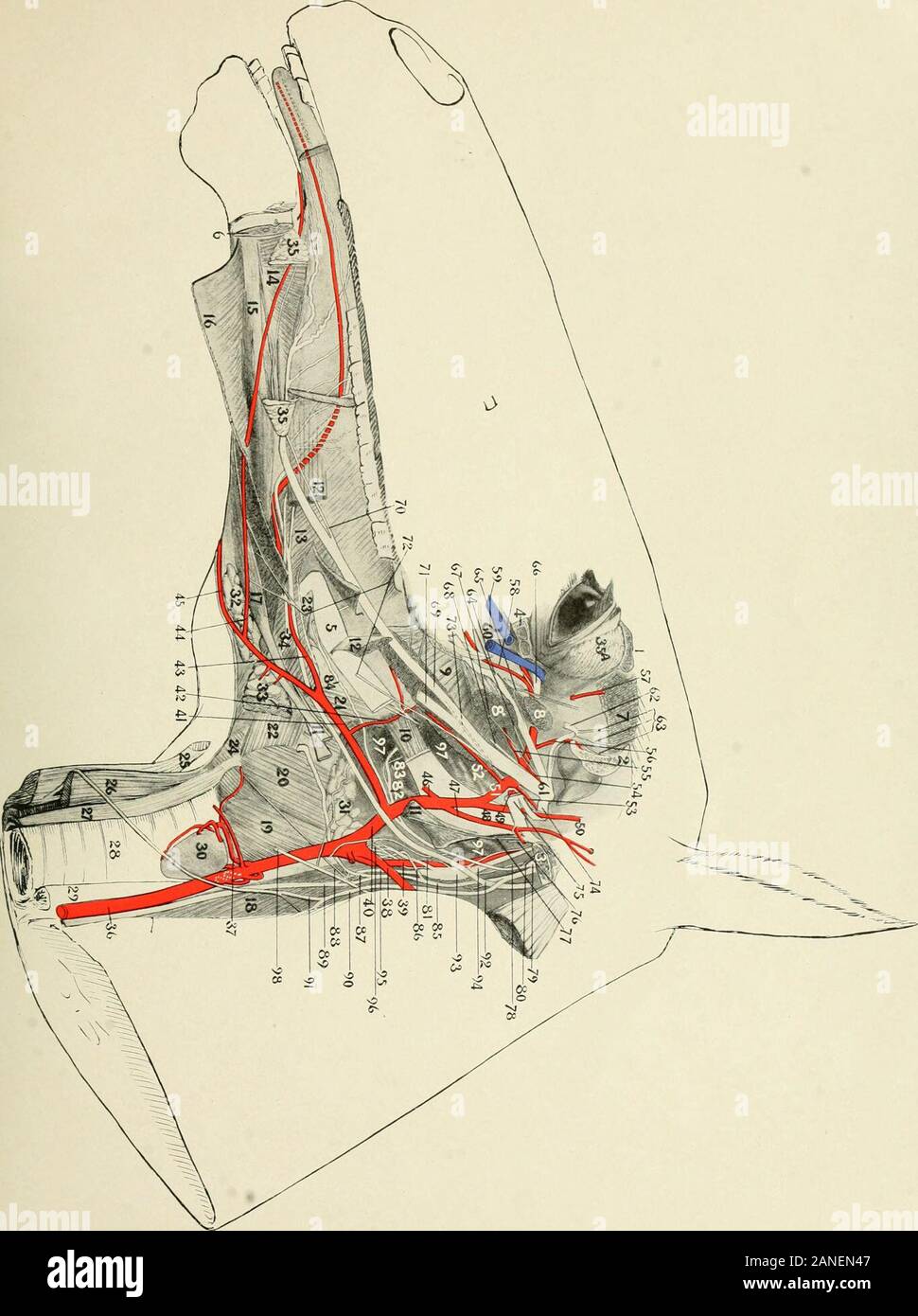 Directions To 77 South Directions For The Dissection And Study Of The Cranial Nerves And Blood  Vessels Of The Horse .. . Profundi Posterior. 64. N. Buccinatorius. 65. N.  Temporalis Profundus Anterior. 66. N. Maxillaris. 67.