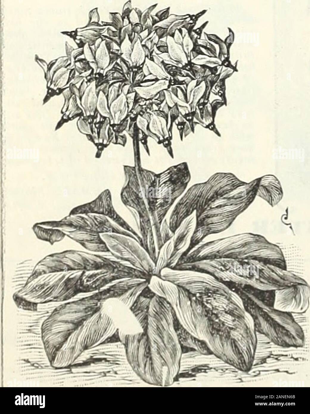 Autumn bulb catalogue : 1900 . AMORPHOPHALHS.. AMEHirAN fowMi.ii oil iiDiinrATnpoN. ACHIMENES. These .Tre splenilid jint] pr()fn.«e snninier-lildOiiiiiiK plants for tlie loiiservatoryor warm window sanien: flowers of many cliarniing: colors,ranging: tliroiiKi all shades from white to crimson, includingmany beantifully spotted. (.Speeuf.) (lieuUy in .ovpiuher.) Magnet. Blue and violet Feriana. Bright scarlet Pulchella. Blue and white Xiady Littleton. Dark violet and crimson Mrs. Bmnow. Violet blue Ele^ans. Wmiilion The above 6 iiiuiin] Achimenes, 1 bulb each, 50c.; 3 eatli, $1.25.Mixed Varieti Stock Photo