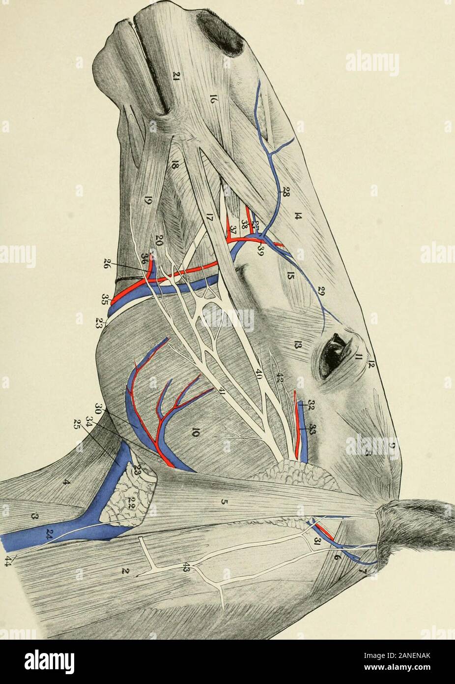 M orbicularis oculi hires stock photography and images Alamy