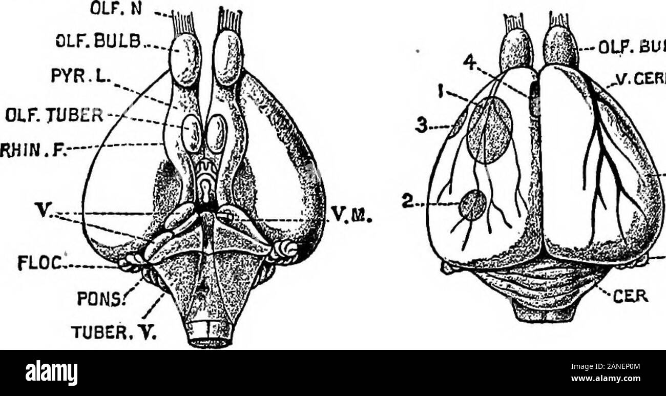 The encyclopdia britannica; a dictionary of arts, sciences, literature and general information . nterior and posterior in some animals. 402 BRAIN [ANATOMY the first appearance of the fascia dentata (see fig. 20). The anteriorcommissure is divided, as in reptiles, into dorsal and ventral parts, ofwhich the latter is the larger (fig. 20, Comm. V. and Z).), while justbehind the dorsal part is the first appearance of the fimbria or fornix.In addition to the two fissures already named, there is, in the Echidna,one which in position and mode of formation corresponds with theSylvian fissure of higher Stock Photo