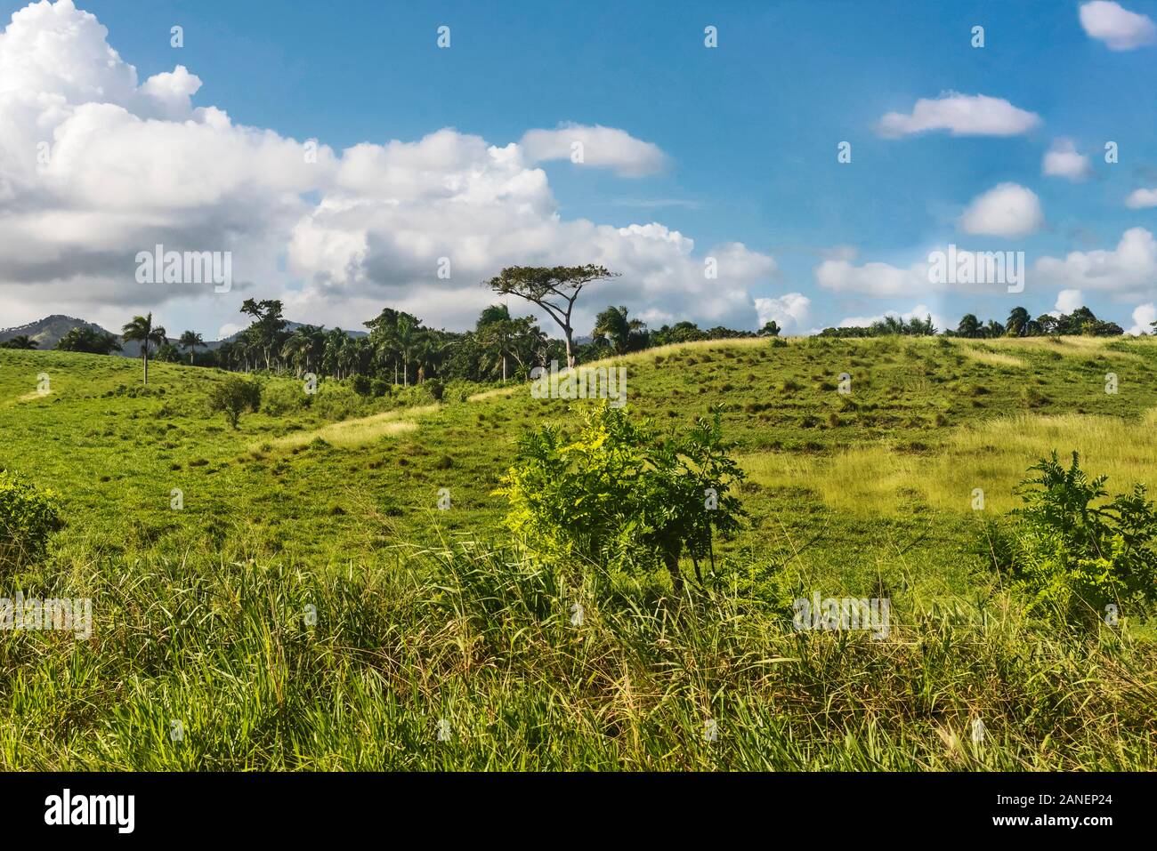  Dominican Landscape, Punta Cana , Dominican Republic Stock Photo - Alamy 