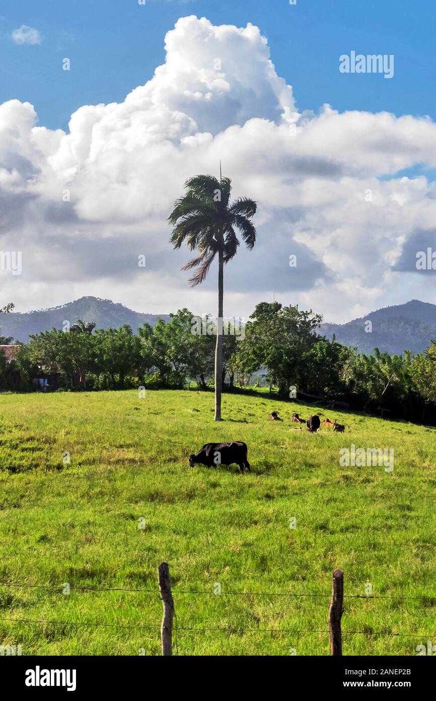  Foto zu Dominican Landscape, Punta Cana , Dominican Republic Stock Photo - Alamy 