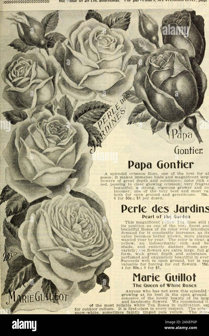 Our new guide to rose culture : 1906 . SOUV. DE JEANNE CABAUD «f9°^ ° *^®  ^^^^ extraordinary Roses ever offered.il.r.^r^/n^^/vS^^^^^^^^ i^ greatest  profusion extraJ&gt;i??{.,i^ ^^b^? flowers, the color of which is