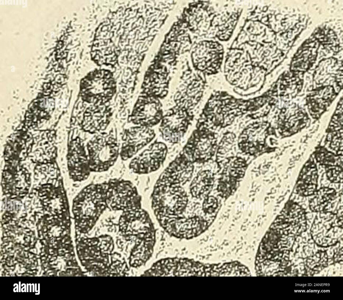 Traite D Anatomie Humaine Fig 493 Coupe Vcrtico Mediane Dun Embryonde Lapin De 12 Millimetres De Longueur Dapres Mihalkovics 1 Epiderine 2 Invagination Liypoptnsaire Avec 2 Son Pedicule Epithelial 3 Corde Dor Sale