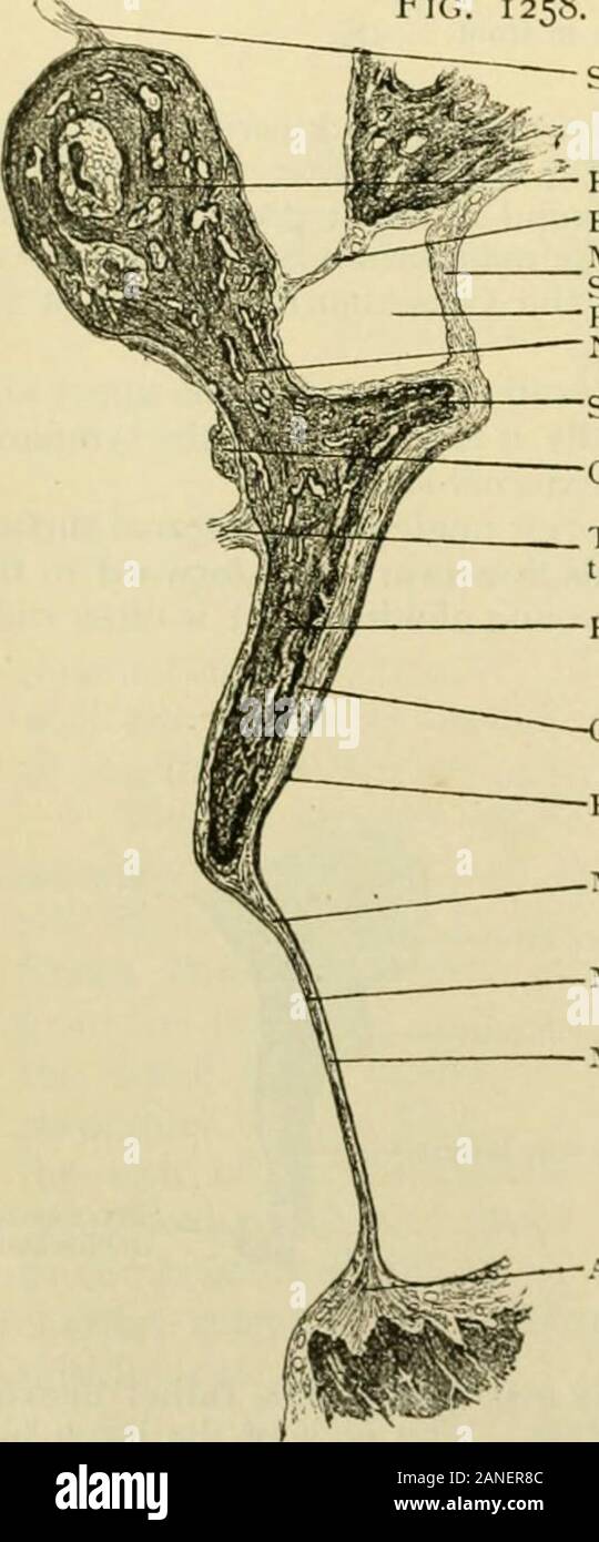 Human anatomy, including structure and development and practical considerations . t of the stapes, are cov-ered with a layer of hyaline cartilage.The cartilage of the foot-plate and thatof the window are connected by a liga-ment of elastic fibres, forming a .syn-chondrosis. In addition to the ligaments con-cerned in the foregoing articulations,four bands attach the ossicles to the tym-panic walls and prevent their excessivemovement ; of these, three connect themalleus and one the incus. 1. The superior ligament of the malleus extends from the tegmen tympani to the head ofthe malleus. (Figs. 12 Stock Photo