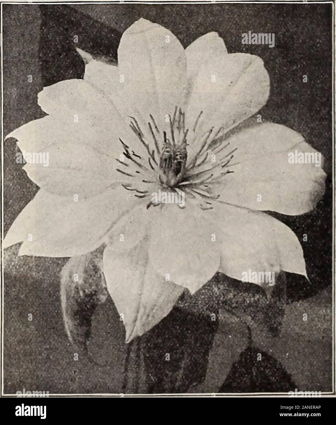 Dreer's 72nd annual edition garden book : 1910 . BiGN.N-IA Ghandiflora. BIGISOISIA. (Trumpet Creeper.) For covering unsightly places, stumps, rock-work, or wher-ever a showy-flowering vine is desired, the Bignonias will befound very useful. The flowers are large, attractive and borneprofusely when the plant attains a fair size.Grandiflora. Large flowers of orange-red. 50 cts. each: $5.00 per doz.Radicans. Dark red, orange throat, free blooming and very hardy. 25 cts. each; S2.50 per doz, CEI^ASTRrS SCAISDEIVS. Bitter Sweet or Wax Vvork.i One of our nativ e cliniliing plant-;, of rapid yrow lit Stock Photo