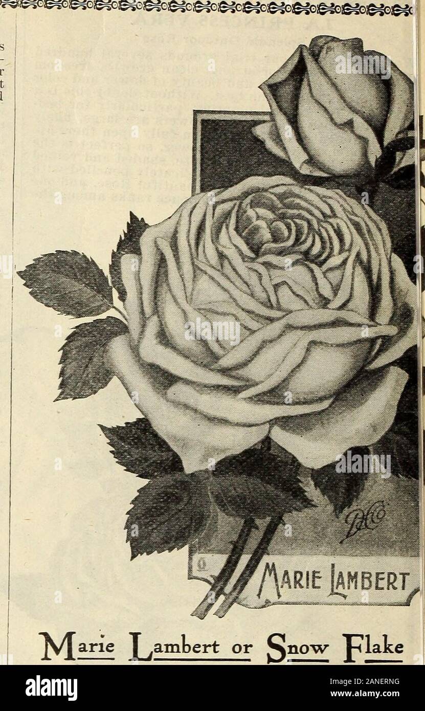 Our new guide to rose culture : 1906 . y beautiful; color bright purplish crim-son, base of inside petals sometimes streaked withwhite. Large, full, double flowers, verv sweet andhandsome. 15c. each; 4 for 50c.; 9 for $1. MADAME DE VATRY One of the Brightest RosesWe consider this splendid varietv to be not onlyone of the brightest, but one of the very best andmost satisfactory Roses for general planting, es-pecially outdoors. It makes big clean buds of greatbeauty and opens well, showing the large, full, dou-ble flowers to great advantage. The color is a richcrimson scarlet, bright and beautif Stock Photo