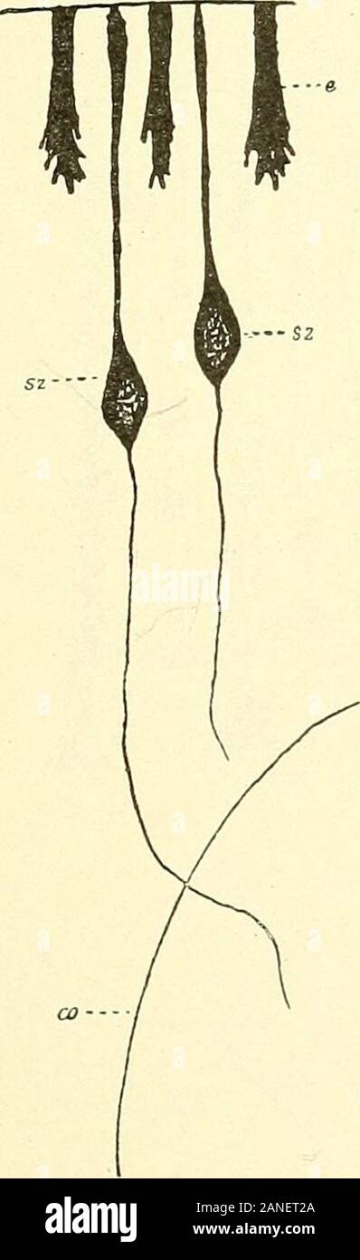 Lehrbuch der Physiologie des Menschen . Fig- 35- Nach Retzius. Fig. 36. Das sensible Nervensystem der oli- Das sensible Nervensystem der po- gochäten Würmer (Lumbricus). lychäten Würmer (Nereis). Gemeinsame Bezeichnungen für die Figuren 35—42: e EpitheliumC CuticulaSz Sensible und sensorische Nervenzellenrm Rete Malpighiihz Haarzellen/z Fadenzellengb Geschmackszwiebelik Innere Körnerzellen. sp Spongioblastengz Ganglienzellen der RetinaSil Sensible Nervenfasernirn Interbulbärfasernian InterbulbärfasernCO Centralorgangl Glomerulusmz Mitralzellen. Die sensiblen Bahnen im Gehirn und Rückenmark. I8 Stock Photo