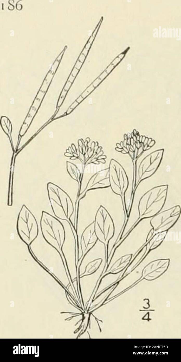 An illustrated flora of the northern United States, Canada and the British possessions : from Newfoundland to the parallel of the southern boundary of Virginia and from the Atlantic Ocean westward to the 102nd meridian; 2nd ed. . CRUCIFERAE. Vol. II. 7. Cardamine bellidifolia L. Alpine Cress.Fig. 2089. Cardamine bcll??folia L. Sp. PI. 654. 1753. Perennial, tufted, glabrous, 2-$ high, with fibrous roots.Lower leaves long-petioled, ovate, obtuse, the blades 4Slong, 3-4 broad, abruptly contracted into the petiole, entire,or with a few rounded teeth; upper leaves similar, shorter-petioled; flowers Stock Photo