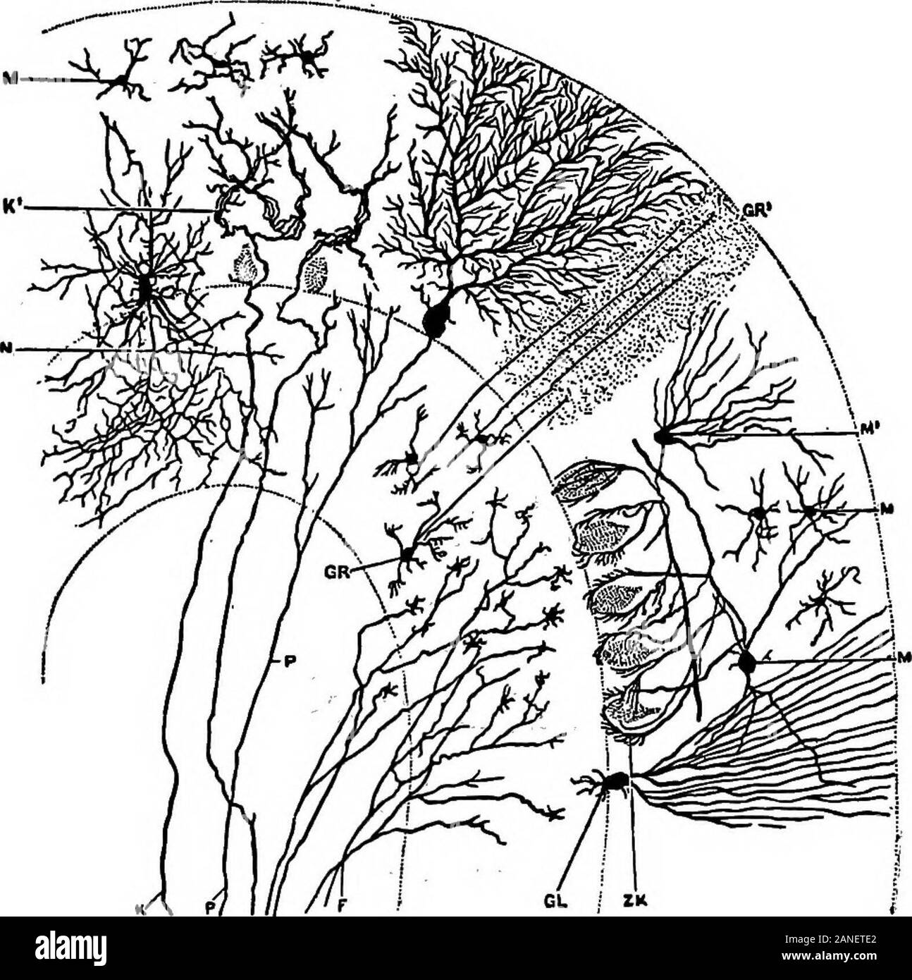 The encyclopdia britannica; a dictionary of arts, sciences, literature and general information . a small number of blood vessels. The cortex (see fig. 7) consists of a thin layer of grey materialforming an outer coat of somewhat varying thickness over the wholeexternal surface  of the laminae of the organ. When examinedmicroscopically it is found to be made up of two layers, an outer molecular and an inner granular layer. Forming a layerlying at the junction of these two are a number of cells, the cellsof Purkinje, which constitute the most characteristic feature of thecerebellum. The bodies o Stock Photo
