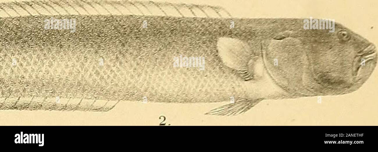 The fishes of India; being a natural history of the fishes known to