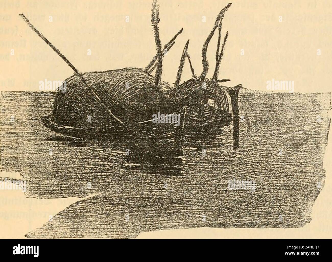 Auf dem wege nach Atlantis; bericht über den verlauf der zweiten reise-periode der D.i.a.f.ein den jahren 1908 bis 1910 . päter, am 14. morgen§. 2luf btefer ©trecfe trat fdjon bielfadt)gelfengerölt gutage; Ijier begann ber SEanj über bie ungemütlichen©tromfcfjnellen. 8lm Sflitttooct), ben 15. Slpril, brachen mir fcgon morgen^ 4y4 ttljrauf, erbtieften um 11 Utjr gum erften 2Jiate in ber gerne ba§ ©djlofjauf bem gelSranbe über SBamafo unb begannen ben Sang überbie ©ctjnellen. 33ei bem je£t fjerrfdjenben flachen SBafferftanbe fearba% ©erfahren fet)r fdt»erjtjaft. ®ie @ct)iffer tieften jebe§ ©tale Stock Photo