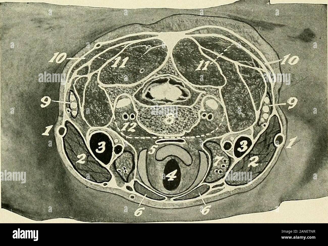 A textbook of clinical anatomy for students and practitioners . Fig