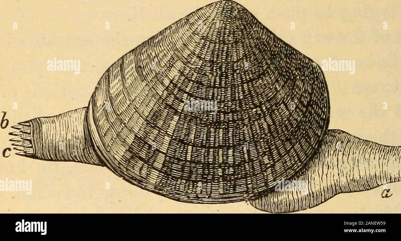 Animal life in the sea and on the land . Wateris admitted into this closed sac only through a siphon (b,c, Fig. 93), which is in reality the mantle rolled up intotwo tubes. Through one of these tubes a stream of sea-water enters, and, circulating under the mantle, passesdown to the mouth and gills. It is then thrown out bythe second tube, carrying off with it all waste matter.The circulation of water is kept up by countless ciliawhich line the tubes, and which, by their constant wavingmotion, draw the water towards the gills. 7. The tentacles at the entrance of the siphon are very 156 ANIMAL L Stock Photo