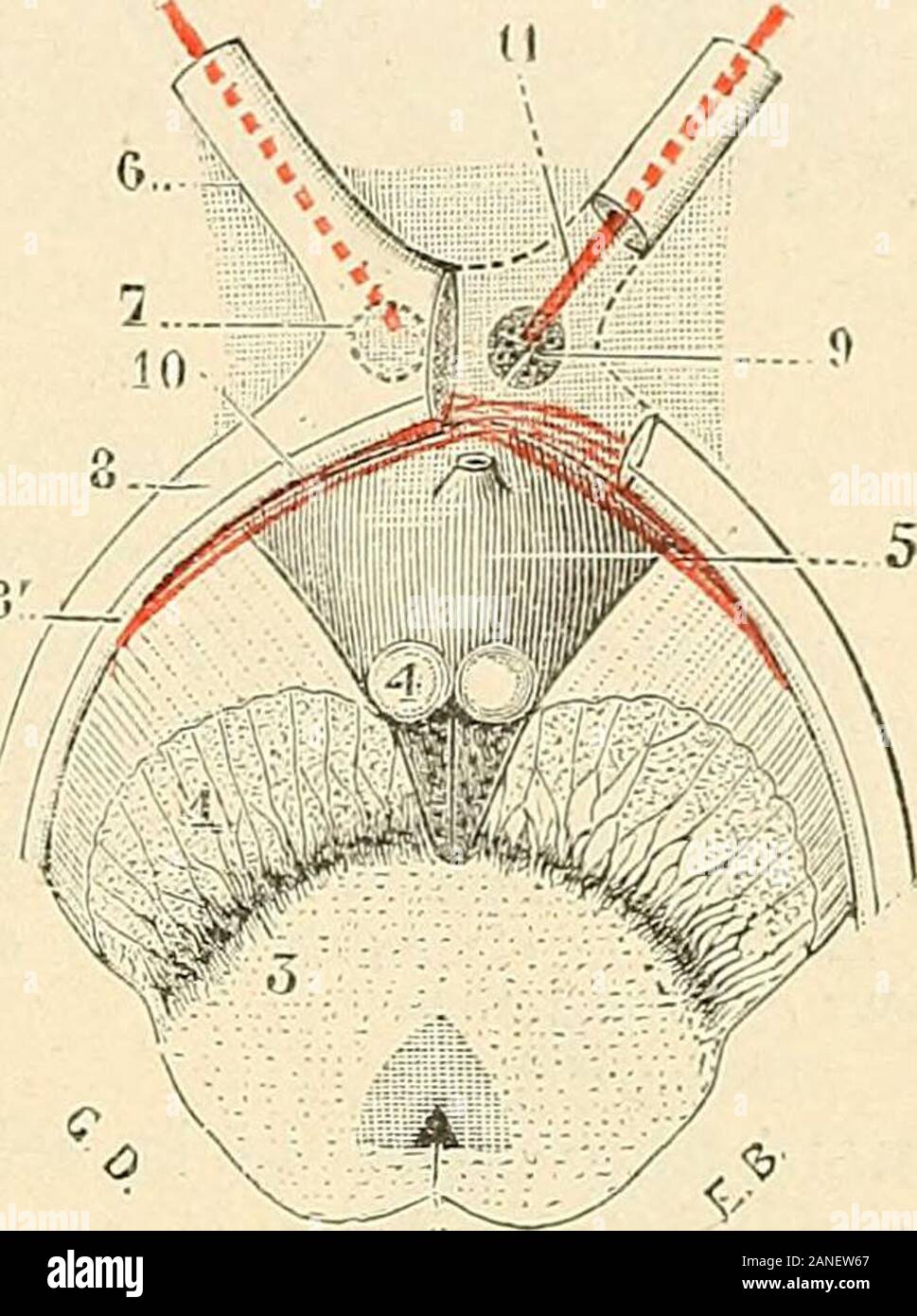 Traité d'anatomie humaine . s animaux, notamment chez le lapin(Gudden), la commissure de Meynert apparaît nettement à laface inférieure du cerveau, au-dessus et un peu en arrière dela bandelette optique. Chez lhomme, elle est tout entièreplongée dans lépaisseur de la substance grise qui constituele tuber cinereum. Sa signification fonctionnelle est encoreinconnue et nous no pouvons, pour linstant, émettre à cesujet aucune hypothèse acceptable. b. Faisceau du tuber cinereum. — Guddex a donné ce nomà un petit faisceau rubané qui sétend transversalement duncôté il lautre du tuber cinereum, immédi Stock Photo