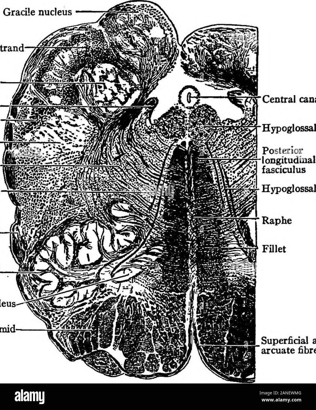 The encyclopdia britannica; a dictionary of arts, sciences, literature and general information . ae. All thesethree bundles appear to be continued up into thecerebellum as the restiform bodies or inferior cere-bellar peduncles, but really the continuity is veryslight, as the restiform bodies are formedfrom thedirect cerebellar tracts of the spinal cord joining withthe superficial arcuate fibres which curve back justbelow the olivary bodies. The upper part of the fourth   „ •i,„v,t!.&lt;^, . , . i  J J i  ^L ? u 11 From Cuniunaaam. Text-book Of Anaiomy. ventricle is bounded by the superior cere Stock Photo