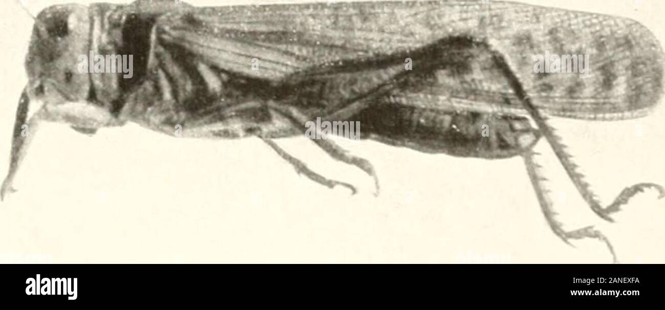 Insect Maws Marvels of insect life ; a popular account of structure and habit ...