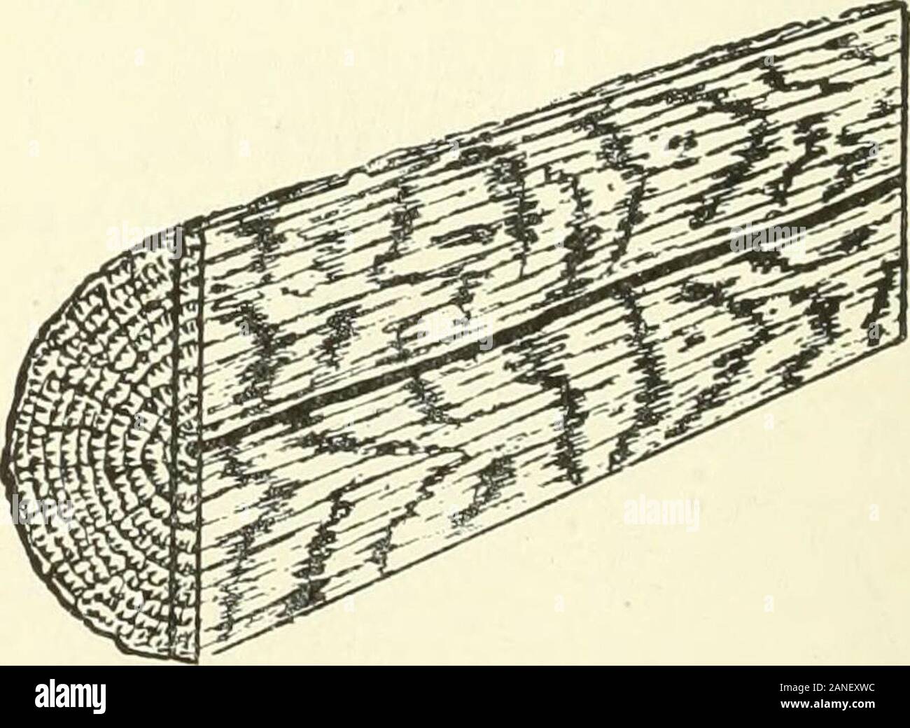 Log Ridge Shape Log figure in the woods hi-res stock photography and images - Alamy