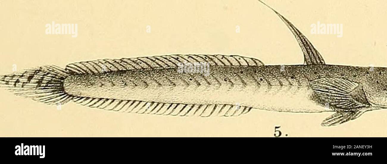 The fishes of India; being a natural history of the fishes known to