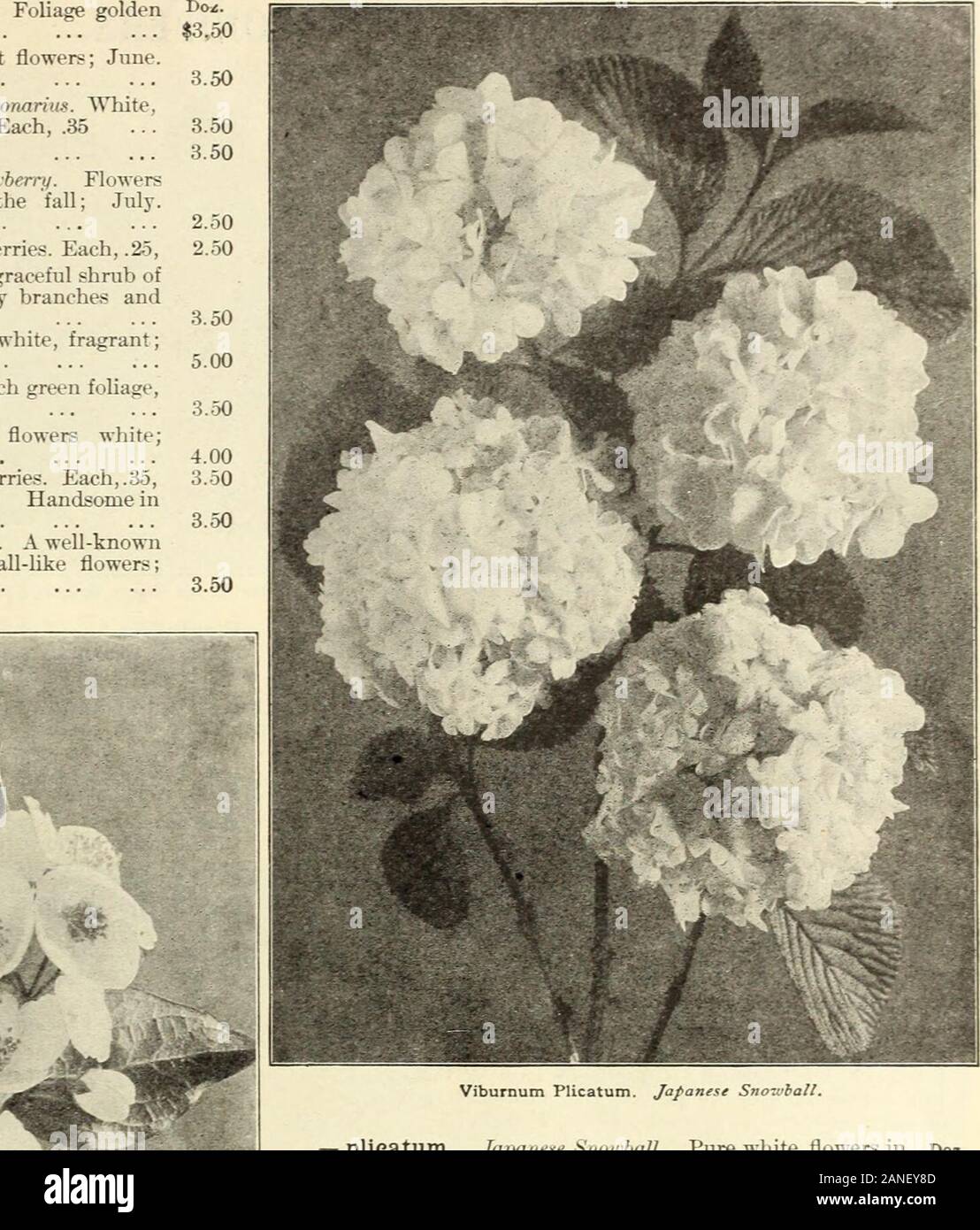 Farquhar's 1910 garden annual . Viburnum Plicatum. Japanese Snozuhall. — plicatum. JapaneJie Siionhall. Pure white flowers inlarge round trusses. One of the choicest hardy slirubs on the list. Each, .60 var. tomentosum. Pure white, free flower; the single form of the popular Japanese Snowball. Each, .60, Weigelia Abel CarPier. Bright crimson. Each, .50, — Eva Rathke. Fine deep crimson flowers; June toOctober. Each, .50 — POSea. Large rose flowers; June. Each, .35 vapiegata. Pink, foliage variegated. Each, .35, XanthoPiza apiifolia. Splendid dwarf spreading shrubwith green feathery foliage. Eac Stock Photo