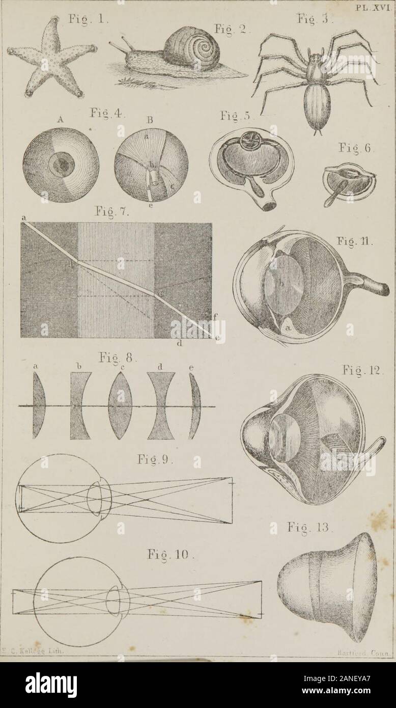 Class-book of physiology : for the use of schools and families : comprising the structure and functions of the organs of man, illustrated by comparative reference to those of inferior animals . e-dium at A, is refracted to c, instead of pursuing its original course toiZ; when it passes intoa rarer medium again at c, it is again refracted in a new course down to d, instead of/. Figure 8. The Lenses.—a, Single convex lens, b, Single concave lens, c, Double convex lens, d, Double concave lens, e, Concavo couvex lens. Figure 9. Short-sightedness—The image formed in front of the retina. Figure 10. Stock Photo