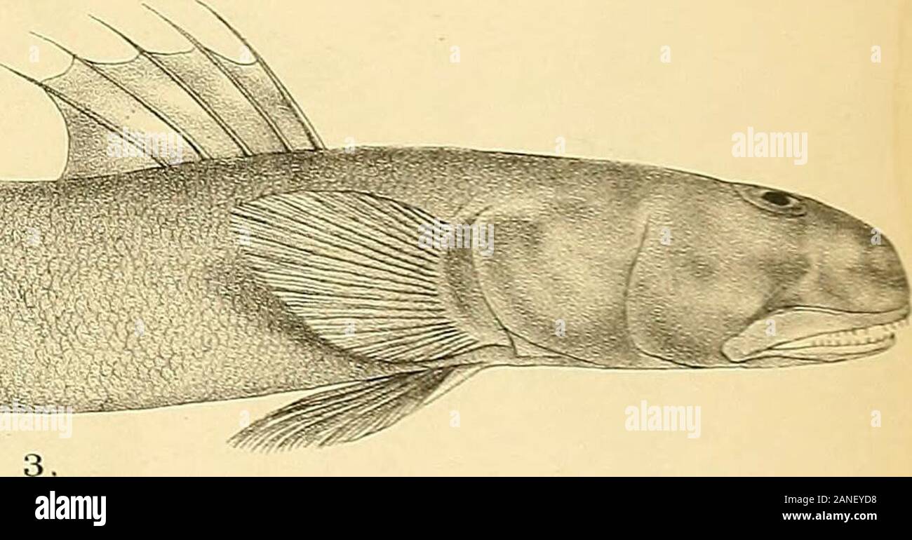 The fishes of India; being a natural history of the fishes known to inhabit the seas and fresh waters of India, Burma, and Ceylon . Z££^. Stock Photo